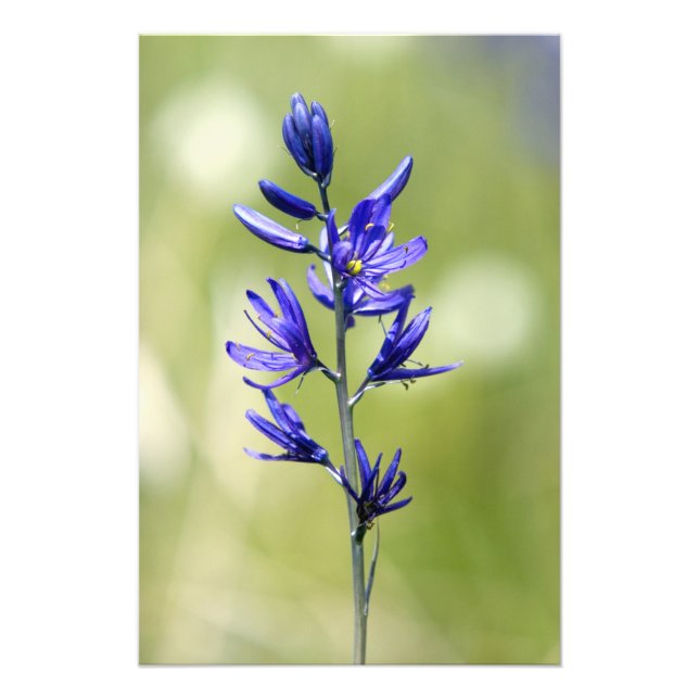 The blossom of a camas lily in Valley County, Photo Print (Front)
