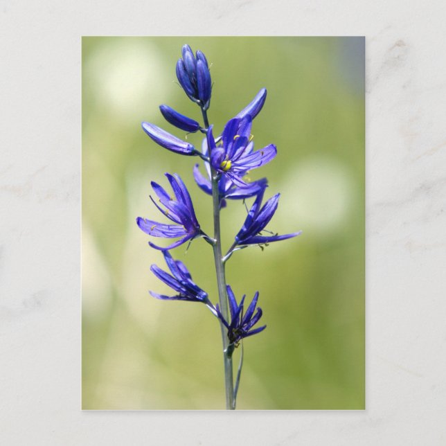 The blossom of a camas lily in Valley County, Postcard (Front)