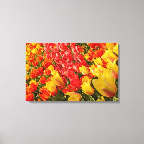 the blossoming of tulips in a park   canvas print