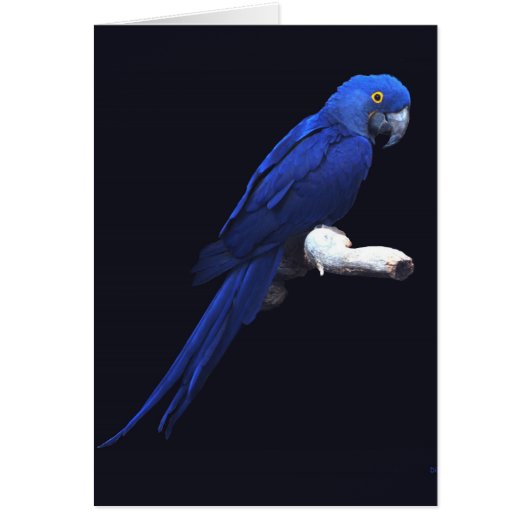 The Blue Beauty Cards (Front)
