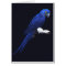 The Blue Beauty
