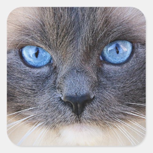 The Blue_Eyed Cat Square Sticker