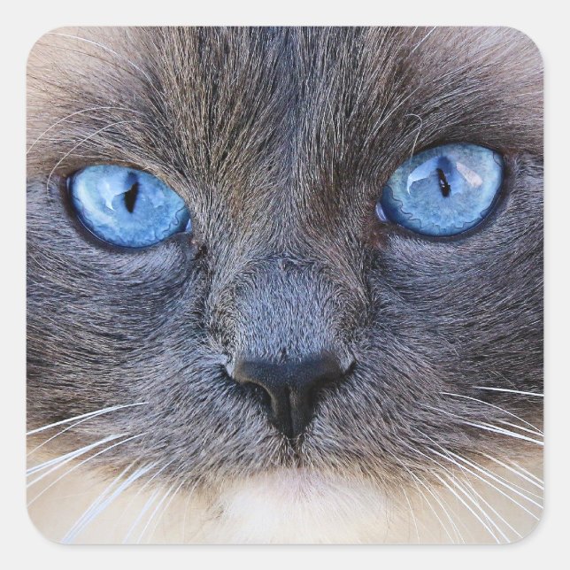 The Blue-Eyed Cat Square Sticker (Front)