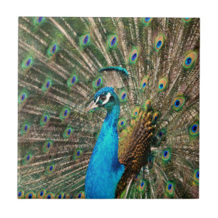 The blue peacock ceramic tile