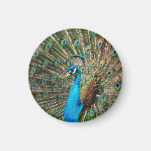 The blue peacock