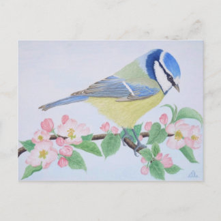The Blue Tit in spring Postcard
