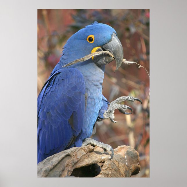 The Blues Poster (Front)