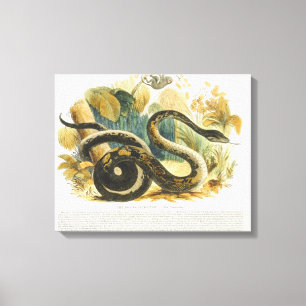The Boa Constrictor, educational illustration pub. Canvas Print