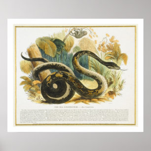 The Boa Constrictor, educational illustration pub. Poster