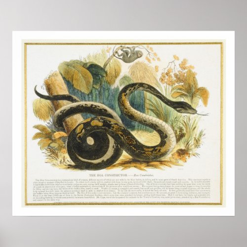 The Boa Constrictor educational illustration pub Poster