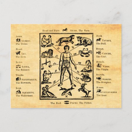The Body, As Governed By The Twelve Constellations Postcard
