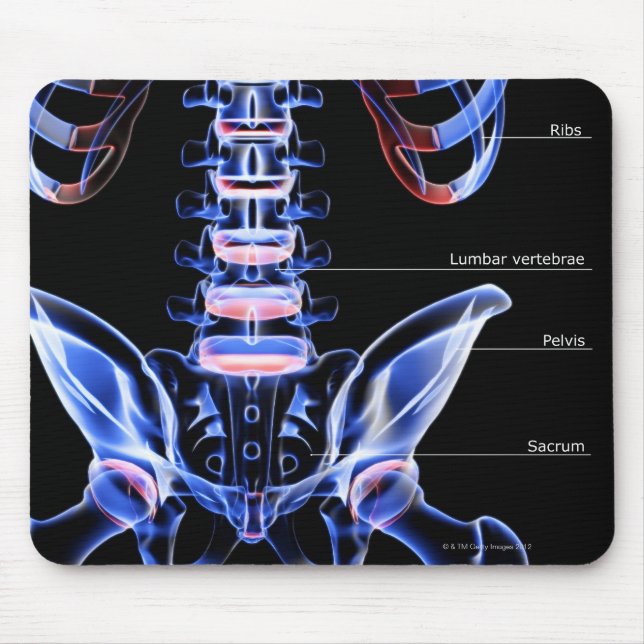 The bones of the lower back mouse pad (Front)