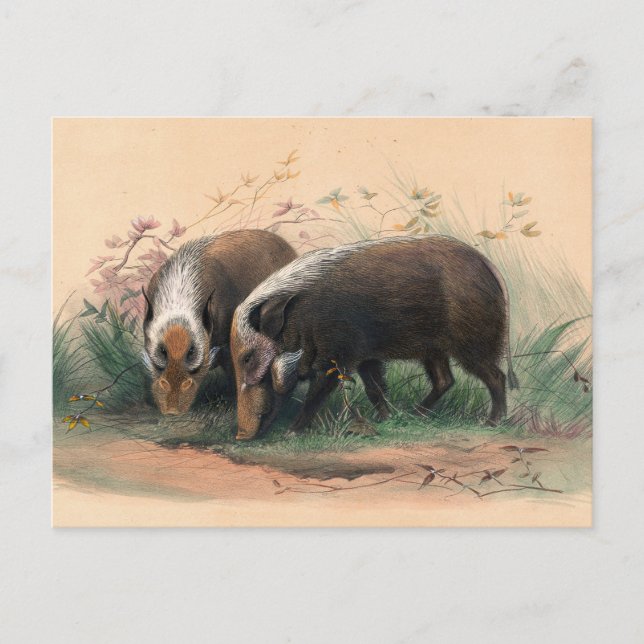 The Bosch-Vark by Joseph Wolf Postcard (Front)