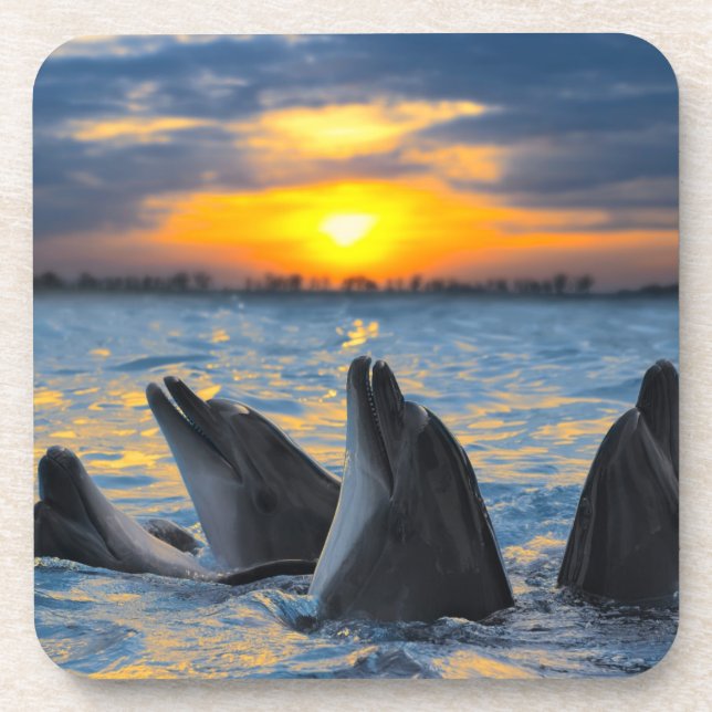 The bottle-nosed dolphins in sunset light beverage coaster (Front)