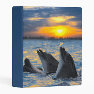 The bottle-nosed dolphins in sunset light mini binder
