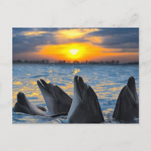 The bottle_nosed dolphins in sunset light postcard