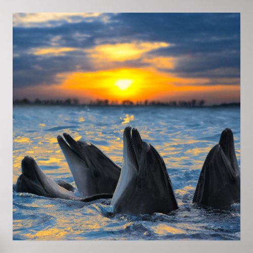 The bottle_nosed dolphins in sunset light poster