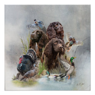 The Boykin Spaniel Poster