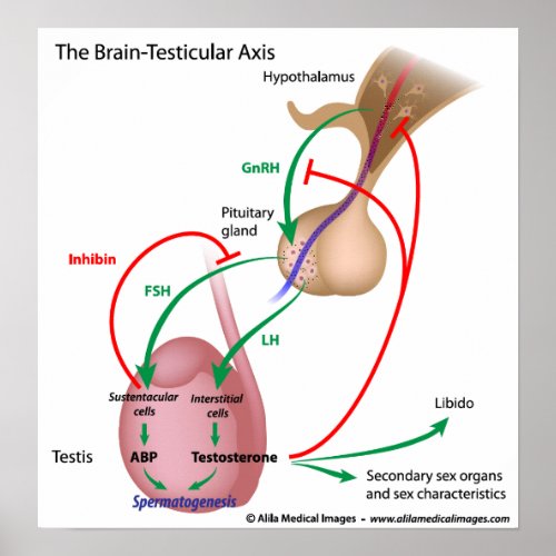 The brain testicular axis male puberty control poster