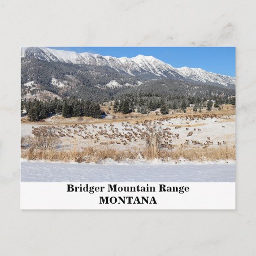 The Bridger Mountain Range in Montana Postcard