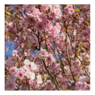 The bright Spring color of cherry blossom Acrylic Print