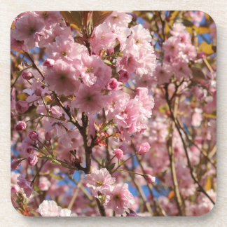 The bright Spring color of cherry blossom Beverage Coaster