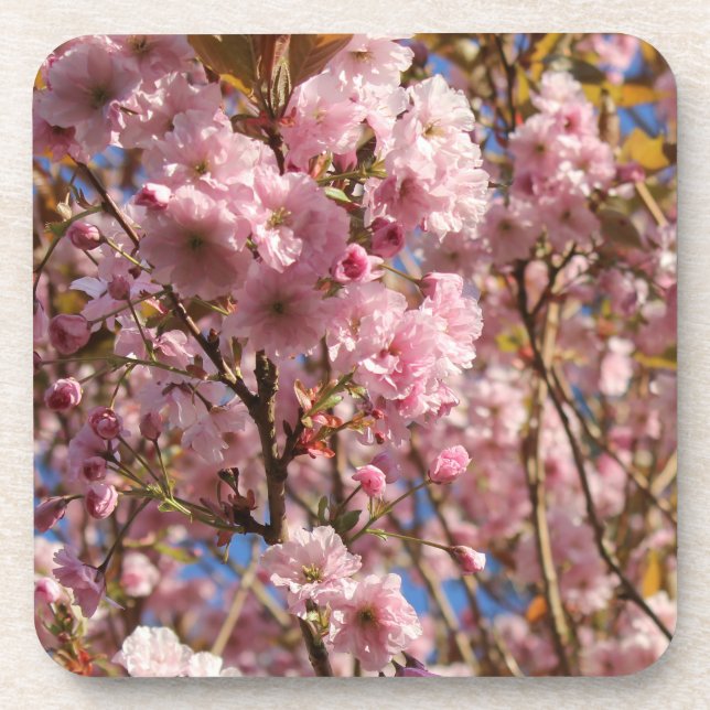 The bright Spring color of cherry blossom Beverage Coaster (Front)