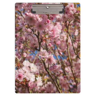 The bright Spring color of cherry blossom Clipboard