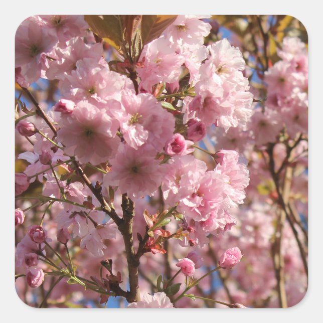The bright Spring color of cherry blossom Square Sticker (Front)