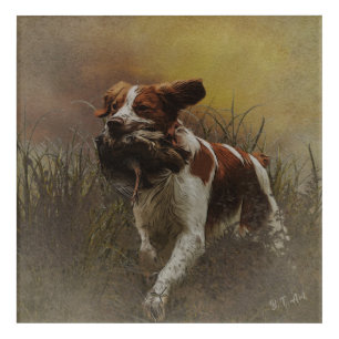 The Brittany spaniel Ceramic Tile Beverage Coas Acrylic Print