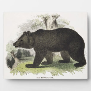 The Brown Bear, educational illustration pub. by t Plaque