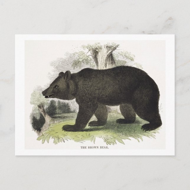 The Brown Bear, educational illustration pub. by t Postcard (Front)