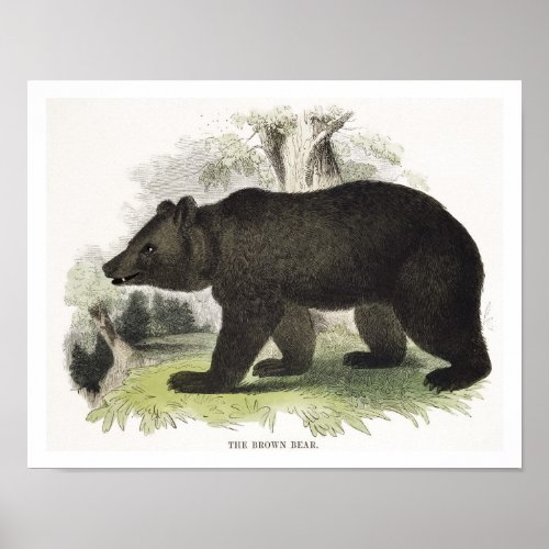 The Brown Bear educational illustration pub by t Poster
