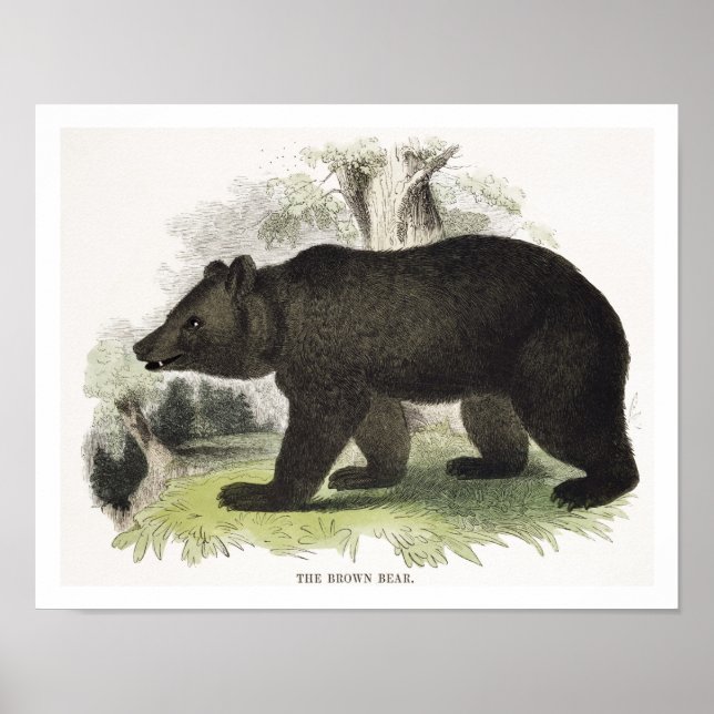 The Brown Bear, educational illustration pub. by t Poster (Front)