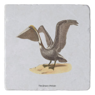 The Brown Pelican (Pelecanus occidentalis) NY Bird Trivet
