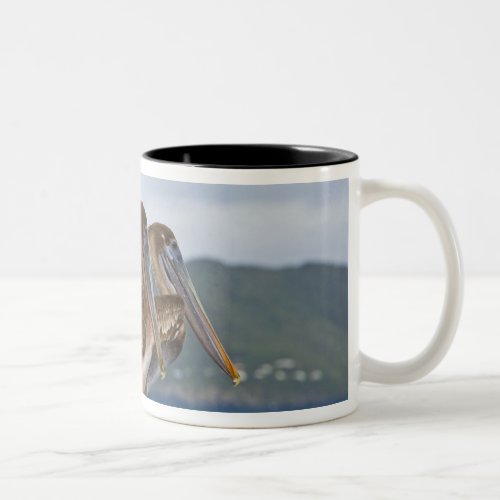The Brown Pelican  Pelecanus Occidentalis  Two_Tone Coffee Mug