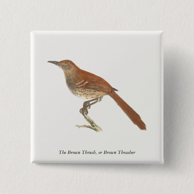 The Brown Thrush or Brown Thrasher, New York Birds Button (Front)