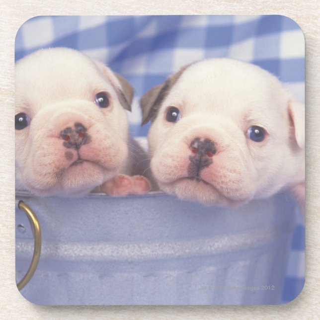 The Bulldog, often called the English Bulldog, Drink Coaster (Front)
