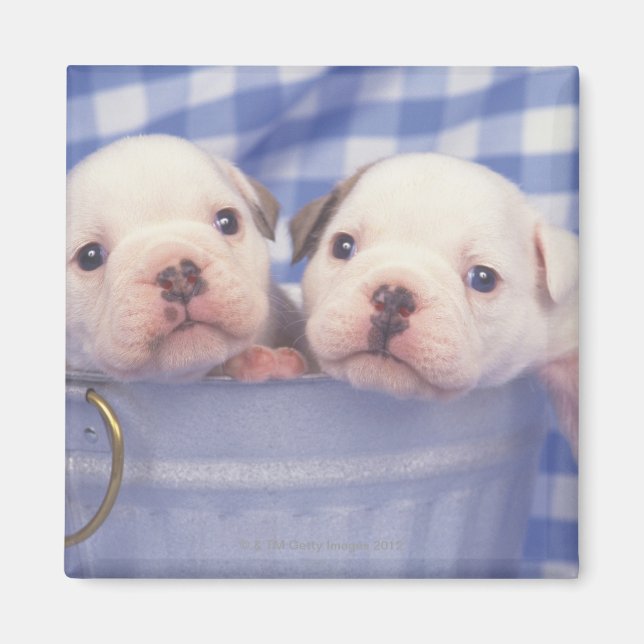 The Bulldog, often called the English Bulldog, Magnet (Front)