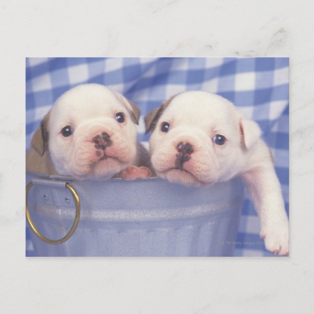 The Bulldog, often called the English Bulldog, Postcard (Front)