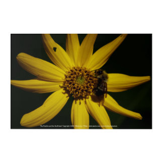 The Bumble and the Sunflower Acrylic Print