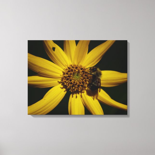 The Bumble and the Sunflower Canvas Print (Front)