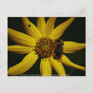 The Bumble and the Sunflower Postcard