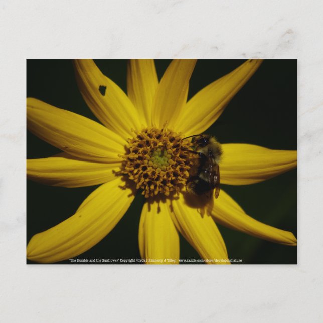 The Bumble and the Sunflower  Postcard (Front)