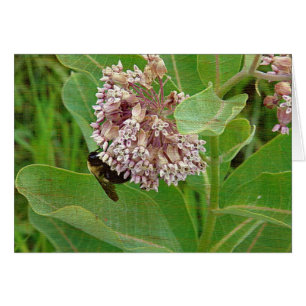 The Bumble Bee on The Milkweed Cards