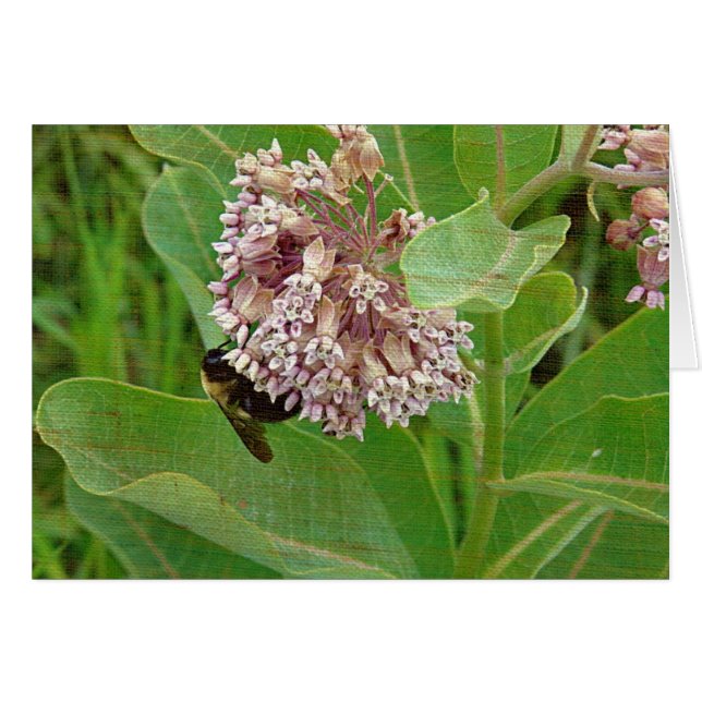 The Bumble Bee on The Milkweed Cards (Front Horizontal)