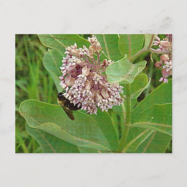 The Bumble Bee on The Milkweed Postcard (Front)