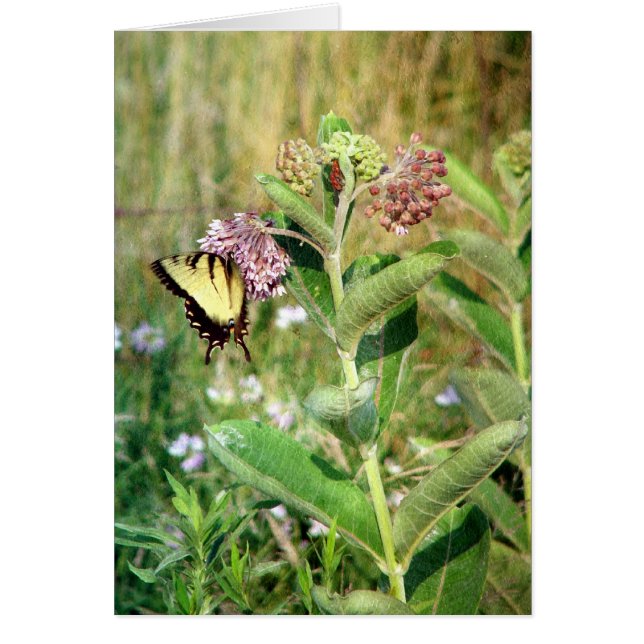 The Butterfly and Milkweed Cards (Front)
