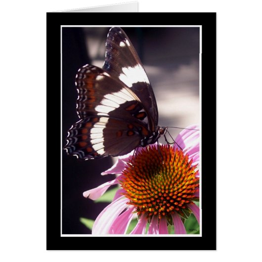 The Butterfly Cards (Front)