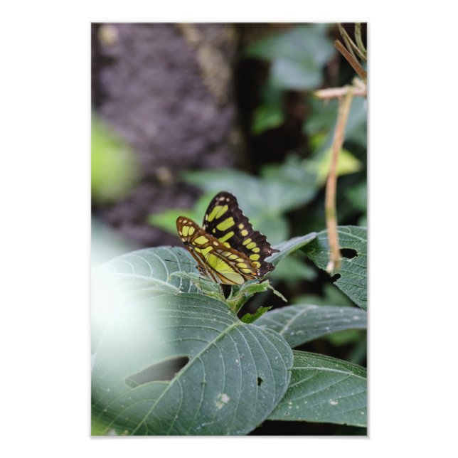 The Butterfly & The Leaves Photo Print (Front)